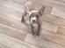 Staffordshire bull terrier x Frenchie