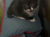 Black and white kittens