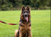 German shepherd bitch