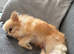 Female Pomeranian
