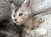 Pure Maine Coon Kittens. DELIVERY is available.