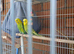 Budgies