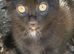 Lovely black kitten