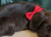 cocker spaniel puppies chocolate&tan