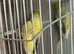 Budgie
