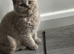 Beautiful British Shorthaired Kittens