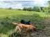 Offering for Stud - KC Registered Fox Red Labrador