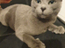 Maine coon mix
