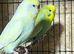 Budgies