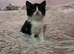 Beautiful female kitten for sale
