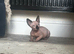*REDUCED* Canadian Sphynx girl
