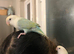 Two bonded breeding love birds