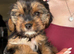 Cavalier x Biewer puppies