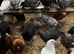 Point of lay chickens