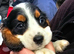 4 Sprockalier puppies!