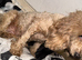 Cavapoo adult female