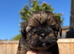Imperial shish tzu ready now