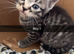 Beautiful tabby x brittish shorthairs