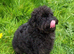 labradoodle puppy small miniature f1b girl