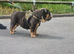 Blue and tan female 3 year old
