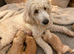 STUNNING MULTIGEN AUSTRALIAN GOLDENDOODLE PUPPIES