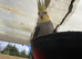 Semi-Tame Cockatiel &ndash; &pound;80