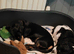 Female Dachshund 2 years old