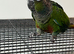 Stunning hand reared e baby conures