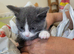 3 kittens for sale ready to go now