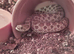 Adult Male Hognose with full set up.