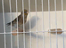 2 male Goldfinch-Canary Hybrid