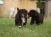Spanish water dog RKC register