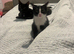 Female kitten