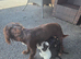 Cocker spaniels