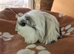 Gorgeous coronet boy guinea pig