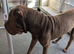 8 month old shar pei