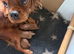 Kc registered 4 Ruby boys available