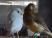 Canaries x3