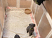 Bedlington/whippet puppies