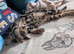 Kitten