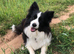 Pedigree border collie female