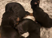 Yorkshire Terrier puppies
