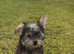 Beautiful Female Yorkshire Terrier Puppy