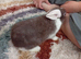 Male dwarf bunny