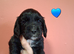 3 stunning kc registered Cocker spaniel puppies left