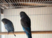 Bf/bw x bf budgies
