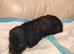 Sprocker pups for sale