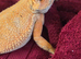 Red bearded dragon, male please read advert