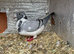 Pair racing pigeon and pure white female