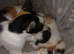 2 male kittens ready now i live in liskeard cornwall